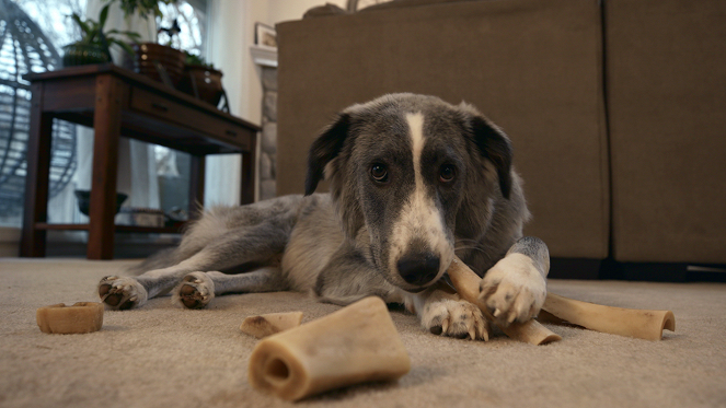 Amigos caninos - Espacio canino - De la película