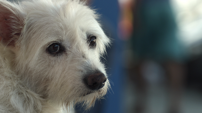 Nos amis les chiens - La Paroisse des chiens errants - Film