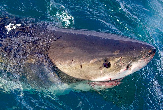 Air Jaws: Haie auf Medaillenkurs - Filmfotos