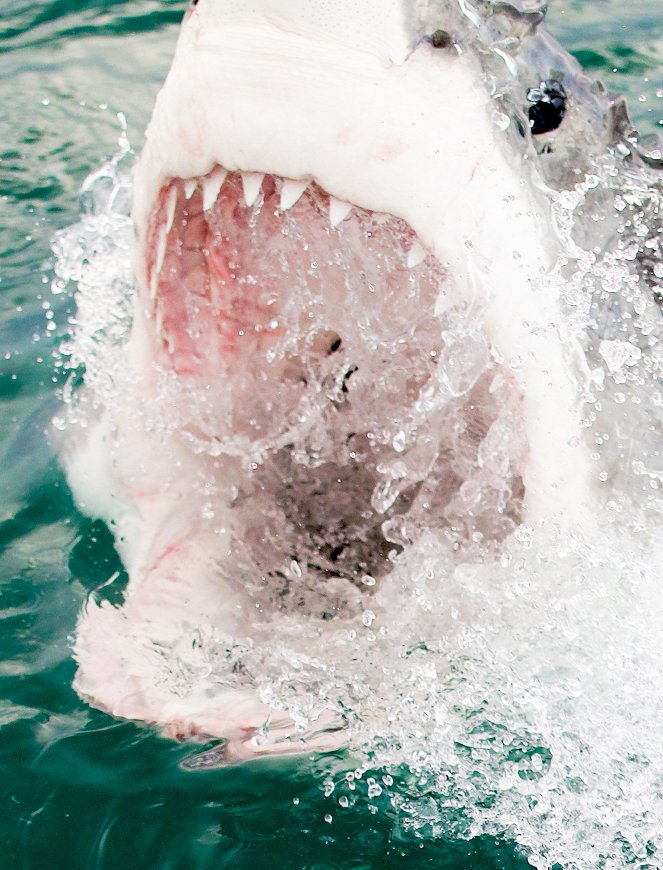 Air Jaws: Haie auf Medaillenkurs - Filmfotos