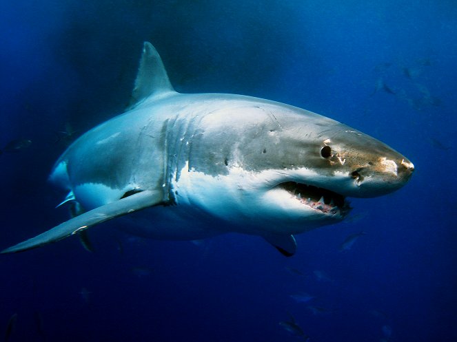 Jackass Shark Week - De filmes
