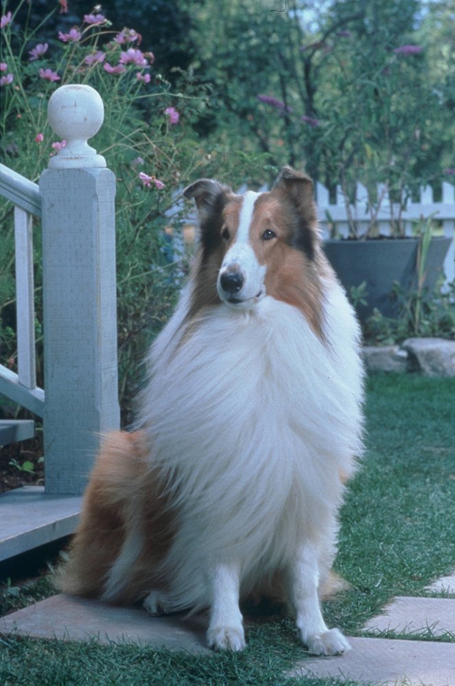 Lassie - Kuvat elokuvasta