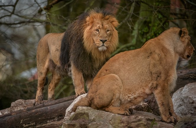 Zoo und so - Tierisch wild! - Filmfotos