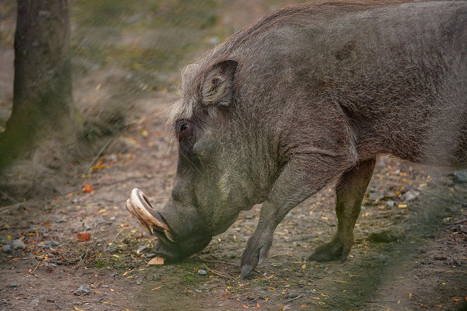 The Secret Life of the Zoo - Photos