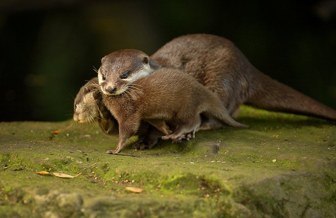 The Secret Life of the Zoo - Photos