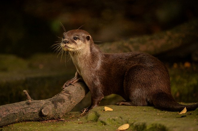 The Secret Life of the Zoo - Photos