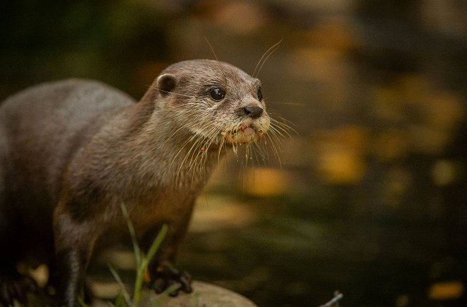 The Secret Life of the Zoo - Photos