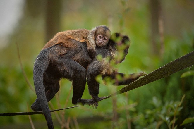 The Secret Life of the Zoo - Photos