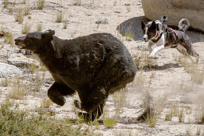 Die Bärenhunde von Nevada - Kuvat elokuvasta