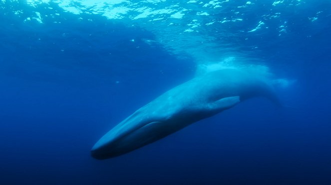 The Loneliest Whale: The Search for 52 - De la película