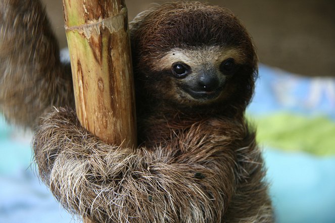 Too Slow for This World – Sloths in Costa Rica - Photos