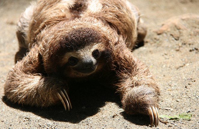 Too Slow for This World – Sloths in Costa Rica - Photos