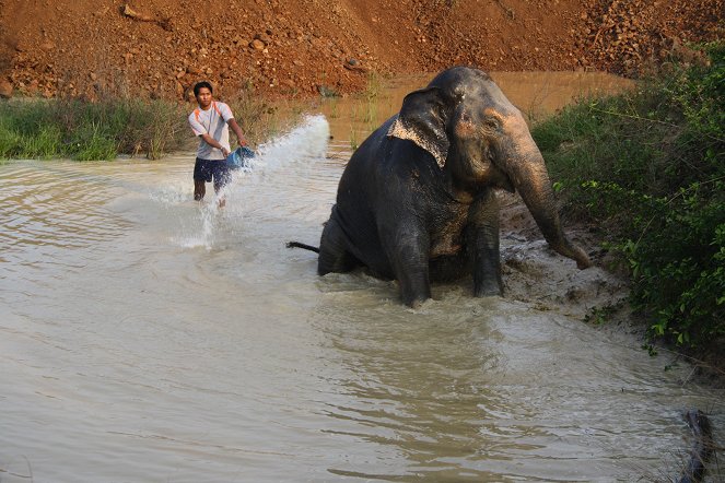 Thailand - Ein Elefant auf großer Reise - Filmfotók