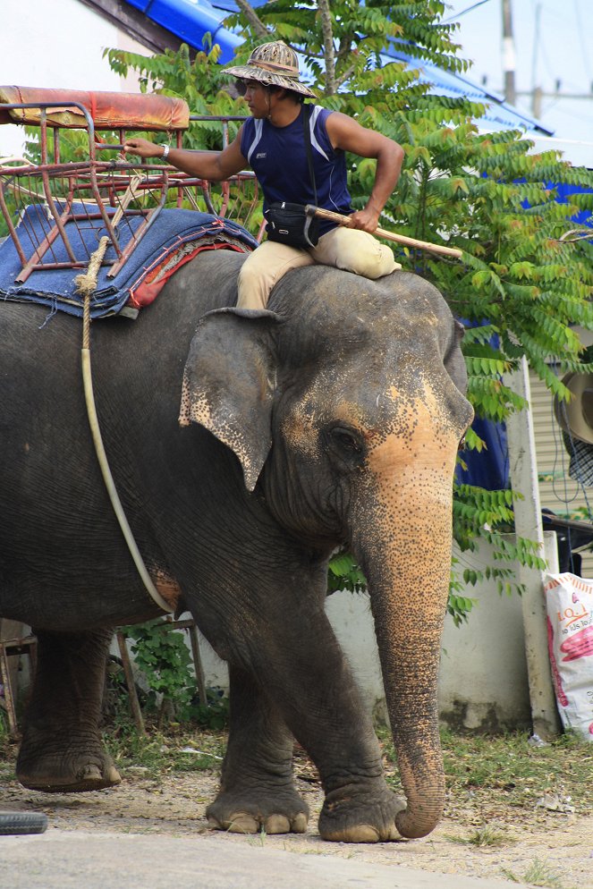 Thailand - Ein Elefant auf großer Reise - Z filmu
