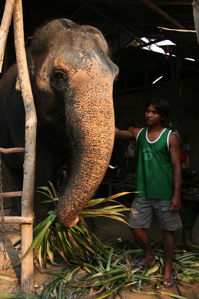 Thailand - Ein Elefant auf großer Reise - Filmfotók