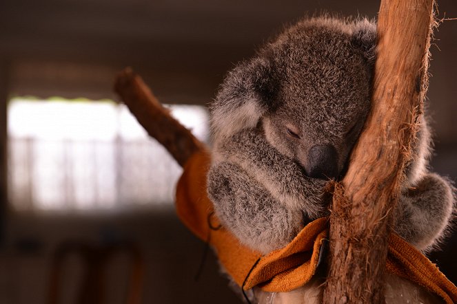 Australien - Das Koala-Hospital - Photos