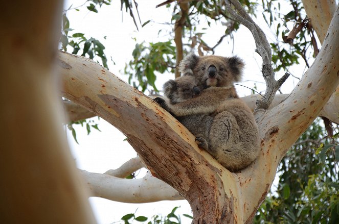 Australien - Das Koala-Hospital - Van film