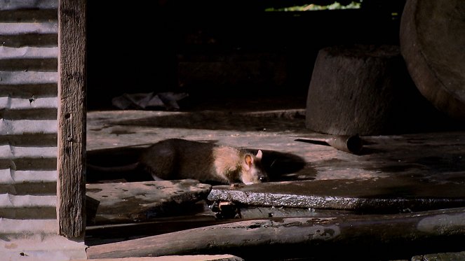 Die Rattenfänger von Kambodscha - Photos