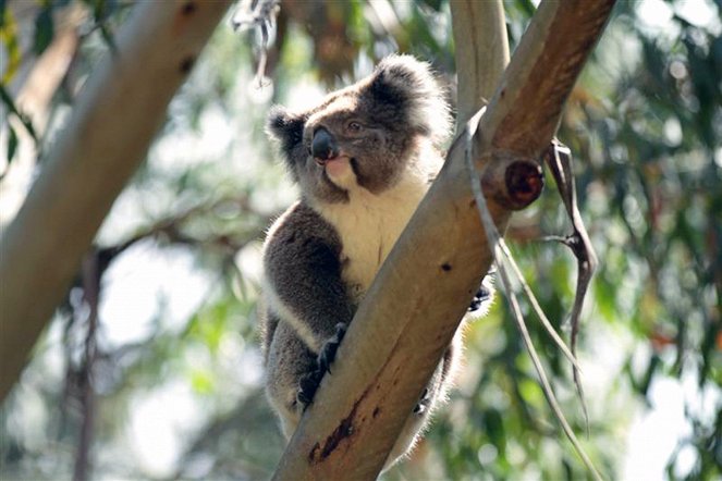 Australiens schönste Küstenstraße - Von Surfern und Koalas - Z filmu