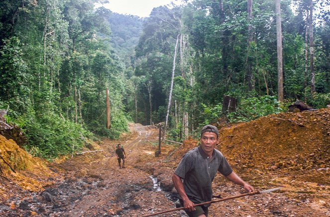Der verschwundene Wald - Von Borneo bis Tokio - De la película