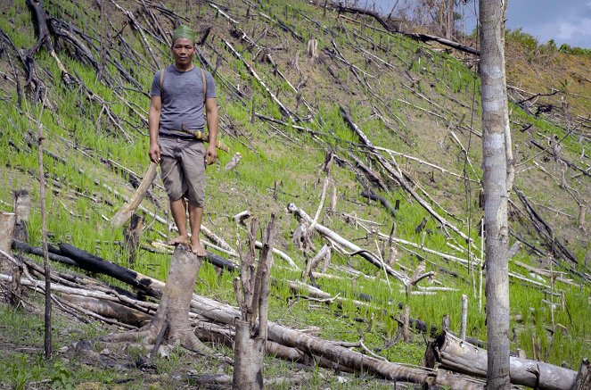 Der verschwundene Wald - Von Borneo bis Tokio - Film