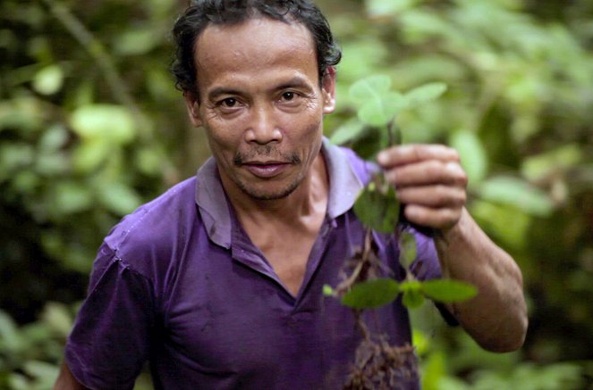 Der verschwundene Wald - Von Borneo bis Tokio - Z filmu