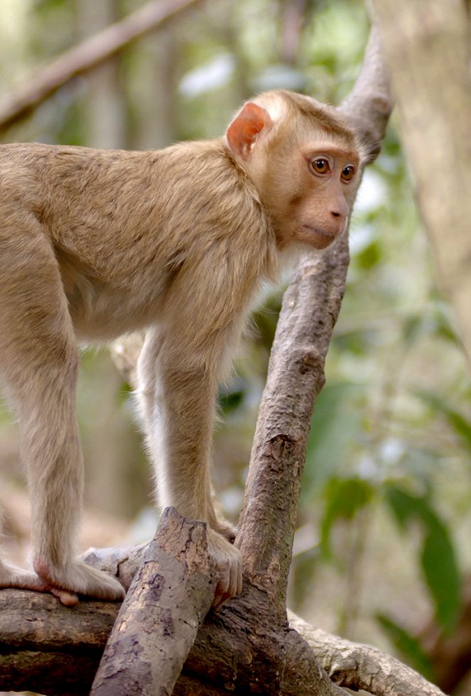 Mysteries of the Mekong - Film