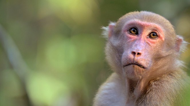 Mysteries of the Mekong - Film