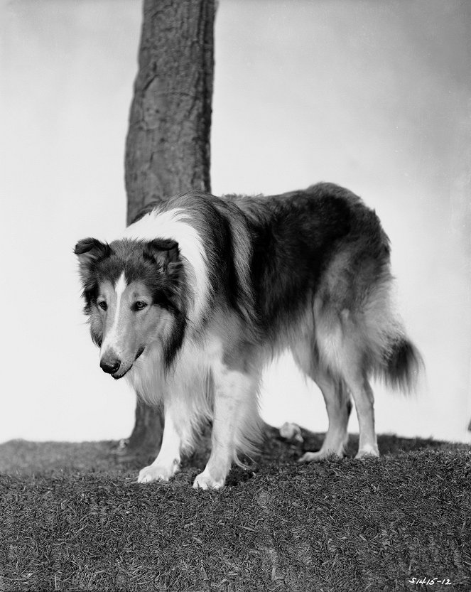 Lassie voittaa pelon - Promokuvat