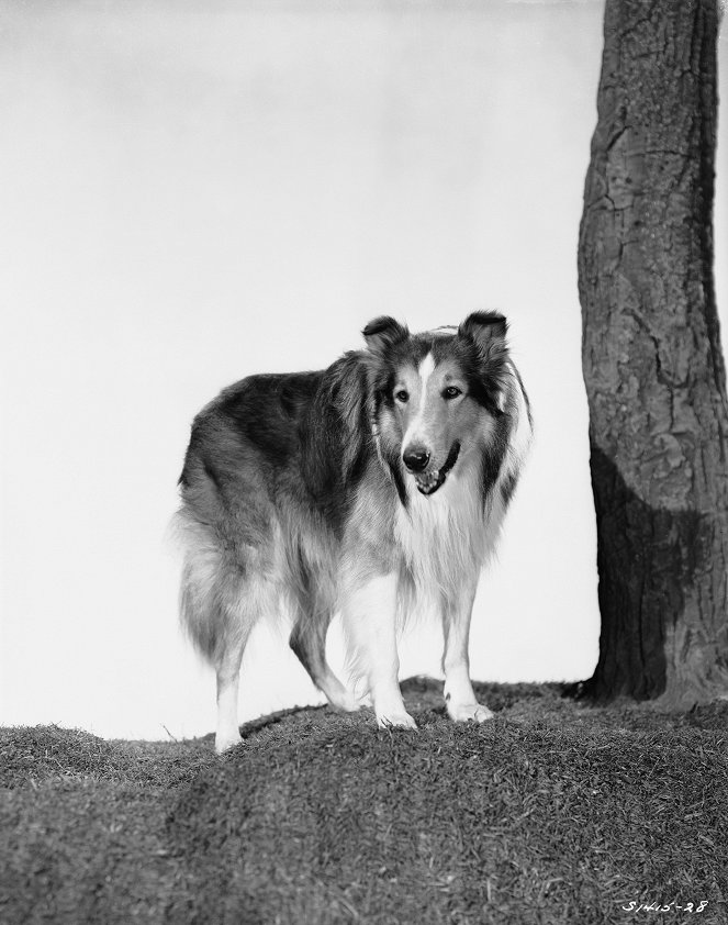 Lassie voittaa pelon - Promokuvat