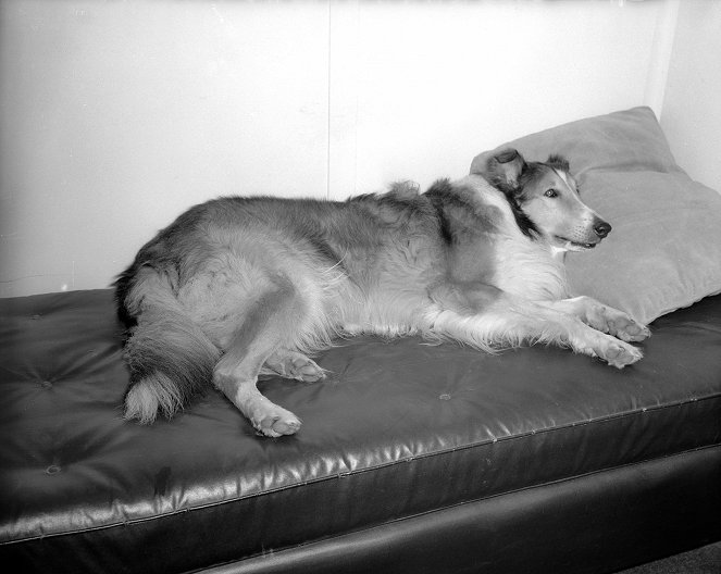 Lassie: Rodné stráně - Z natáčení