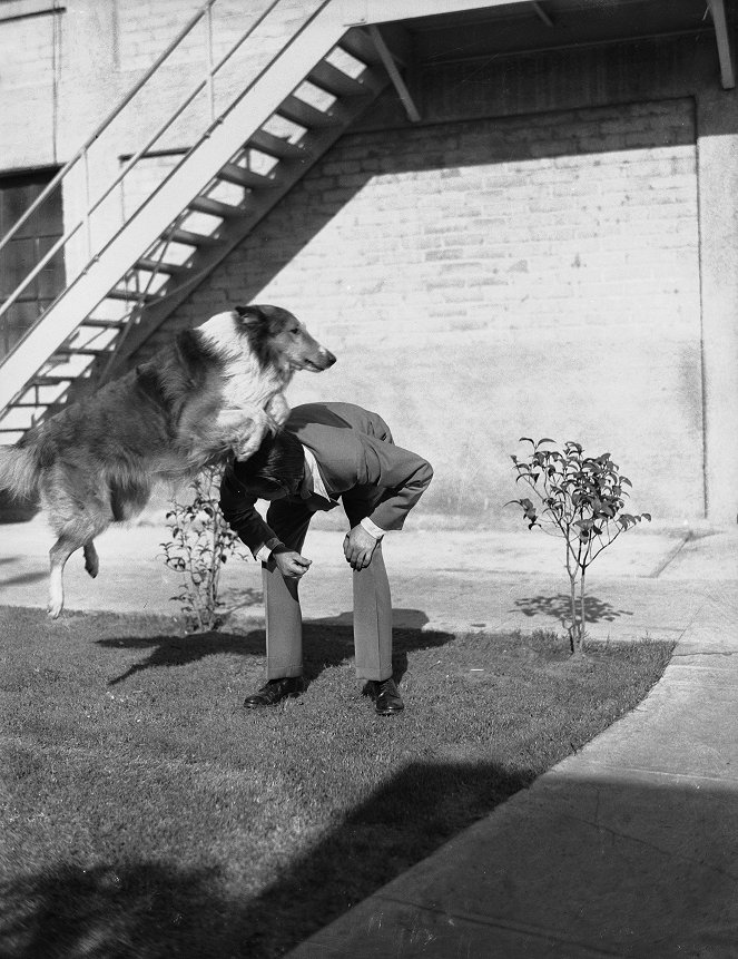 Lassie - Held auf vier Pfoten - Filmfotos - Pal