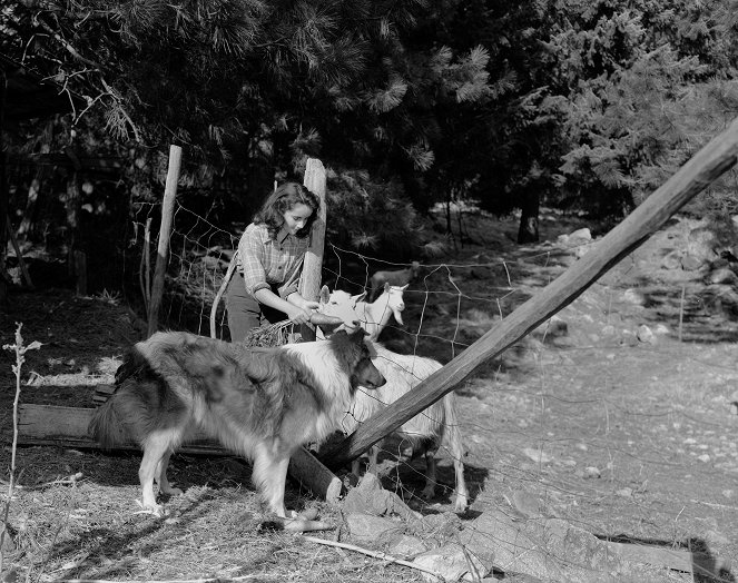 Courage of Lassie - De la película - Pal