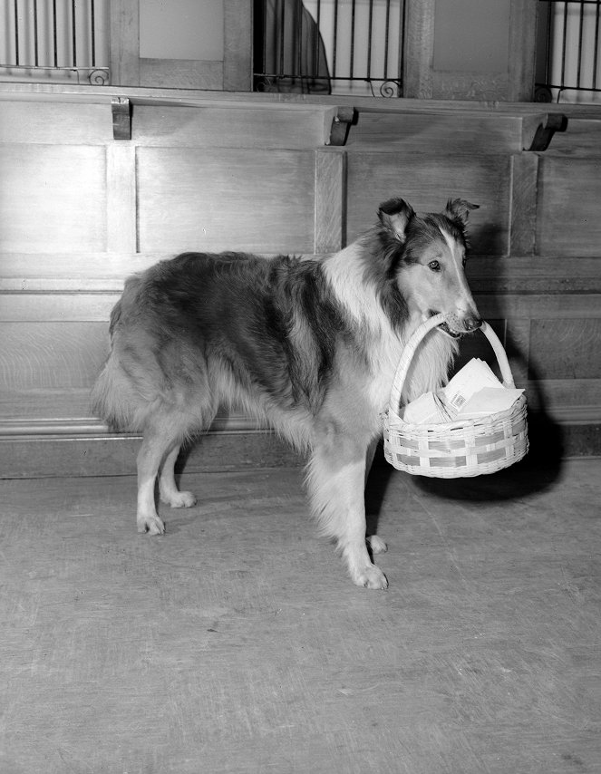 Lassie - Held auf vier Pfoten - Filmfotos - Pal