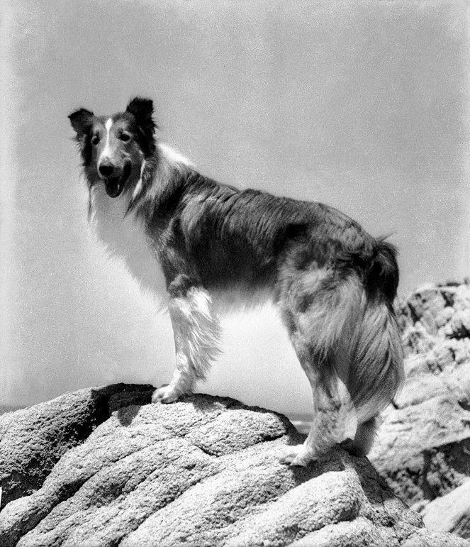 La Fidèle Lassie - Film - Pal
