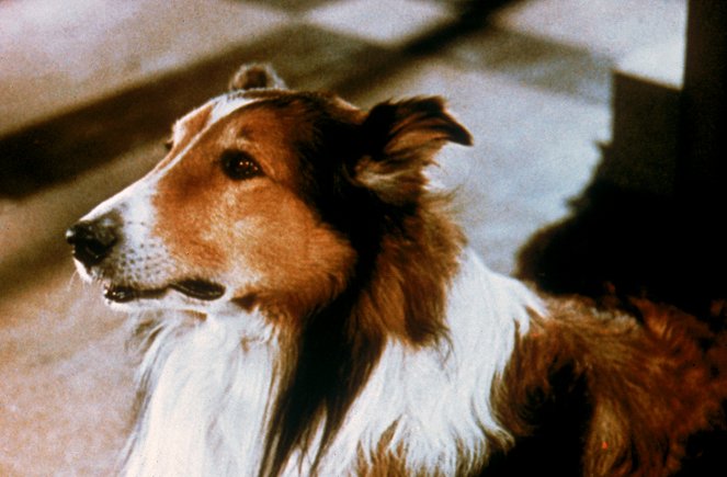 Lassie in Not - Filmfotos