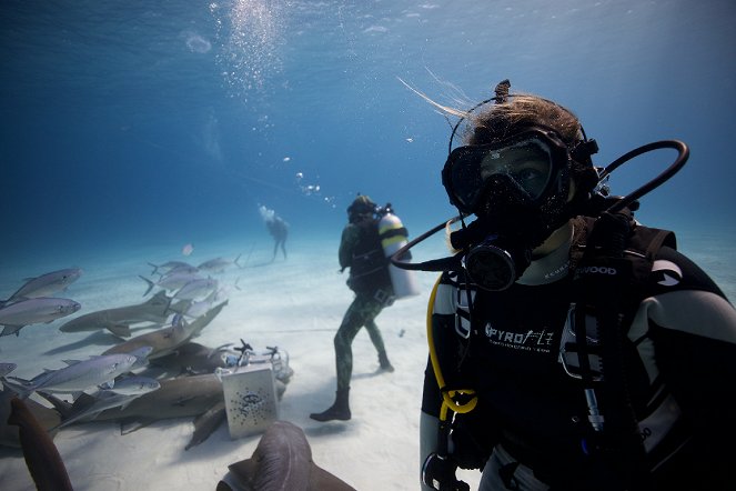 Shark Gangs - Van film