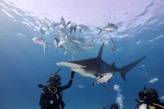 Shark Gangs - Van film