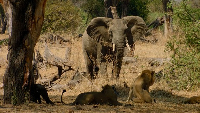 Tanzanie, Royaume des lionnes - De la película