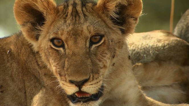Tansania - Im Königreich der Löwin - Filmfotos