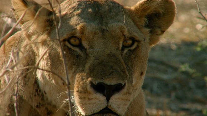 Tanzanie, Royaume des lionnes - Z filmu