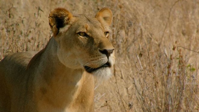 Tanzanie, Royaume des lionnes - Film