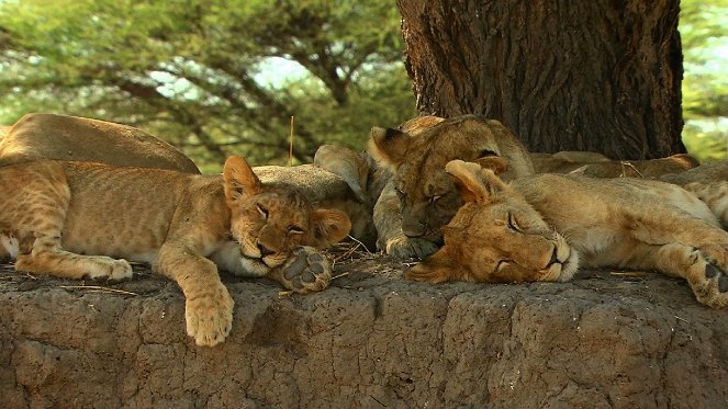 Tanzanie, Royaume des lionnes - Kuvat elokuvasta