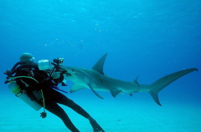 À + ou - 5 mètres de la surface des océans - Plonger avec les requins - Van film