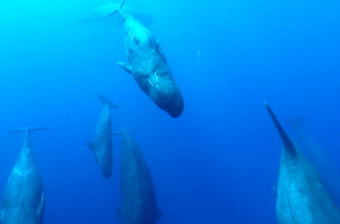 À + ou - 5 mètres de la surface des océans - Caresser les baleines - Film