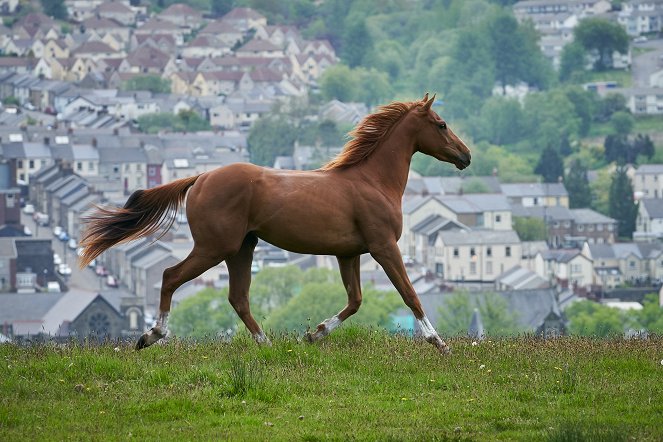 Dream Horse - Kuvat elokuvasta