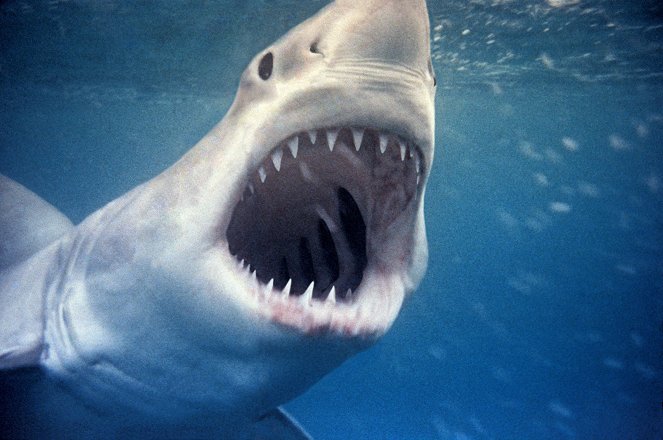 Playing with Sharks: The Valerie Taylor Story - Van film