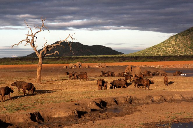 Zurück zur Wildnis – Das Madikwe Wildreservat in Südafrika - De la película