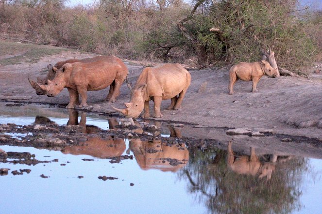 Zurück zur Wildnis – Das Madikwe Wildreservat in Südafrika - Filmfotos