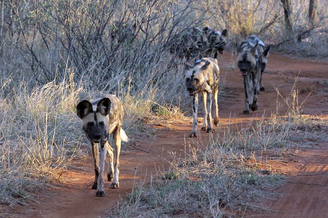 Zurück zur Wildnis – Das Madikwe Wildreservat in Südafrika - Filmfotók